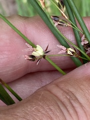 Juncus balticus littoralis
