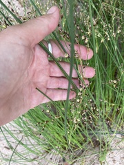 Juncus balticus littoralis