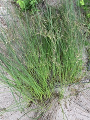 Juncus balticus littoralis