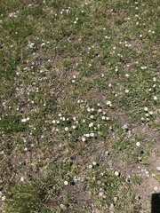 Erigeron melanocephalus
