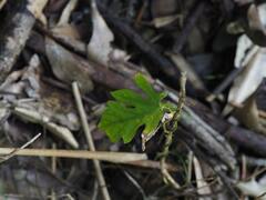 Diplocyclos palmatus