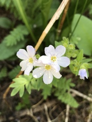 Polemonium pulcherrimum delicatum