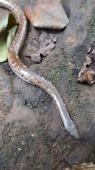 Eryx whitakeri
