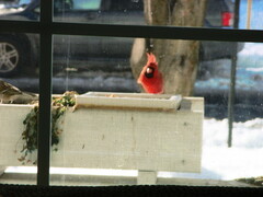 Cardinalis cardinalis