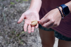 Physalis cinerascens spathulifolia