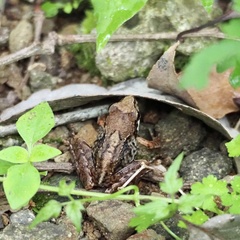 Montane Brown Frog photo 5