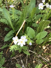 Polemonium pulcherrimum delicatum