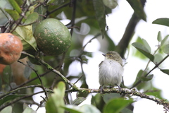 Zimmerius albigularis