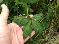 Geranium californicum
