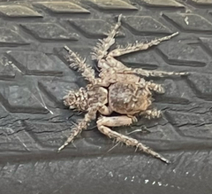Hamataliwa grisea