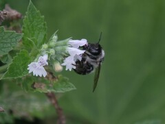 Anthophora terminalis