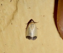 Eustrotia marginata