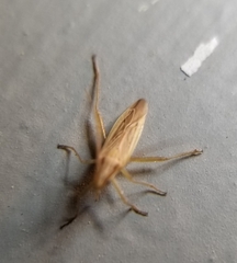 Stenodema trispinosum