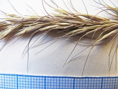 Elymus sibiricus