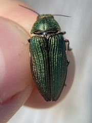 Buprestis adjecta