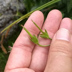 Geranium californicum