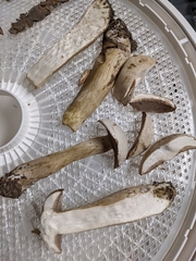 Tylopilus intermedius