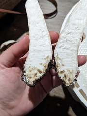 Tylopilus intermedius