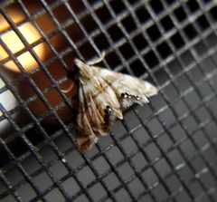 Eoparargyractis