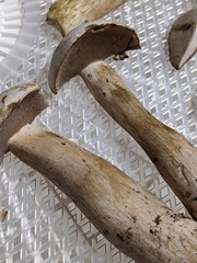 Tylopilus intermedius