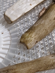 Tylopilus intermedius