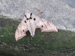 Ambulyx substrigilis