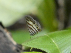 Euptychia