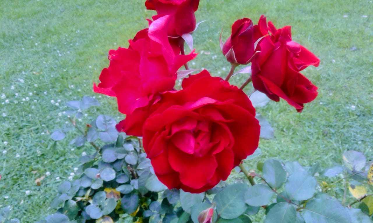 Rosa de Castilla (Híbrido Rosa centifolia) · iNaturalist Ecuador