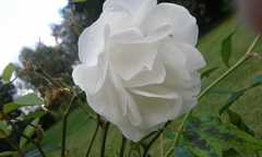 Rosa centifolia