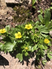 Ranunculus eschscholtzii