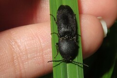 Megapenthes limbalis