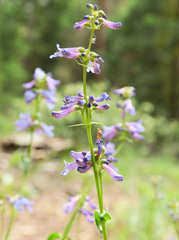 Penstemon cinicola