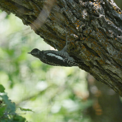 Sphyrapicus nuchalis