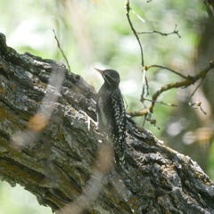 Sphyrapicus nuchalis
