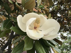 Magnolia grandiflora