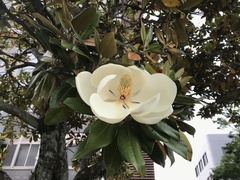 Magnolia grandiflora