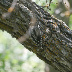 Sphyrapicus nuchalis