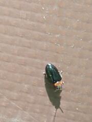 Gastrophysa polygoni