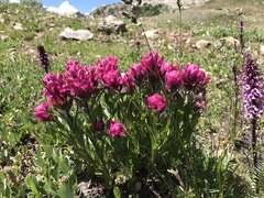 Castilleja rhexiifolia
