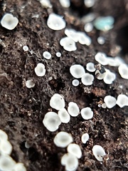 Orbiliomycetes