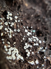 Orbiliomycetes