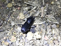 Figulus binodulus