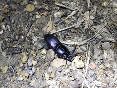 Figulus binodulus
