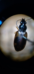Bembidion corgenoma