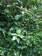 Plectranthus ecklonii