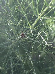 Araneae