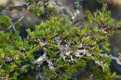 Melaleuca wilsonii