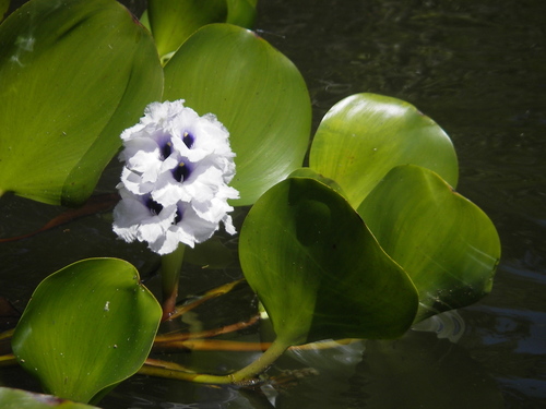 Anchored water hyacinth