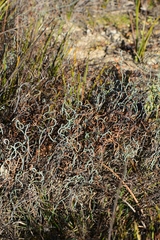 Lepidobolus drapetocoleus