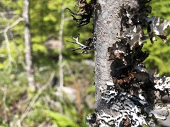 Tuckermanopsis platyphylla